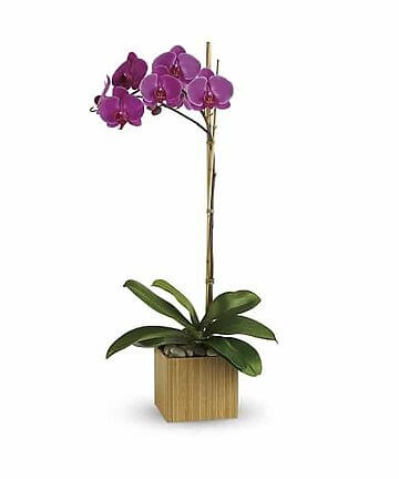 Purple Reign Orchid